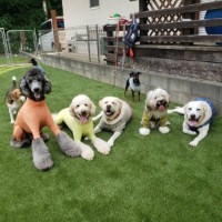 日本人工芝計画株式会社株式会社