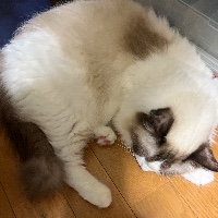 藤建
